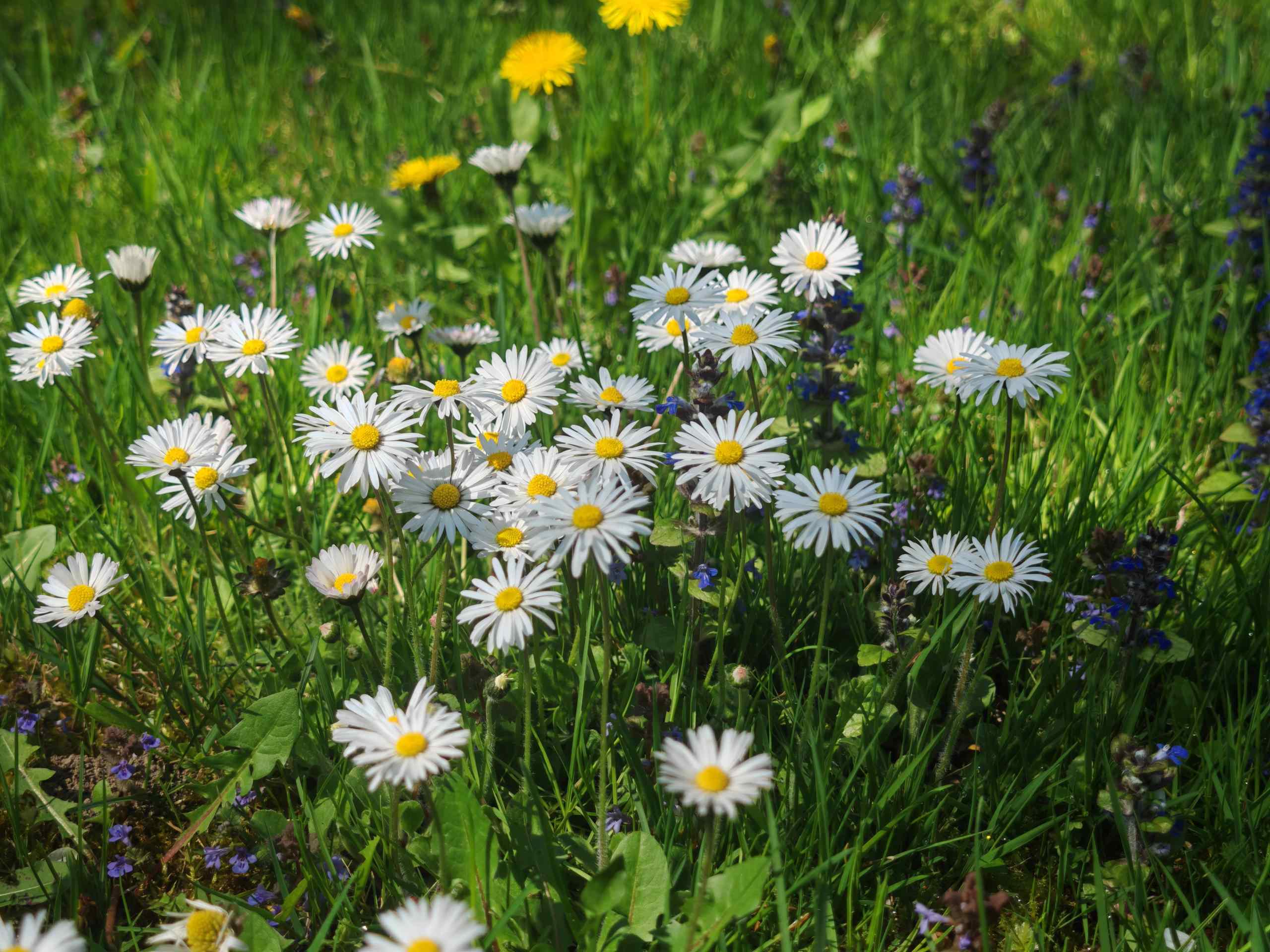 Gänseblümchen und Löwenzahn blühen in einer Wiese