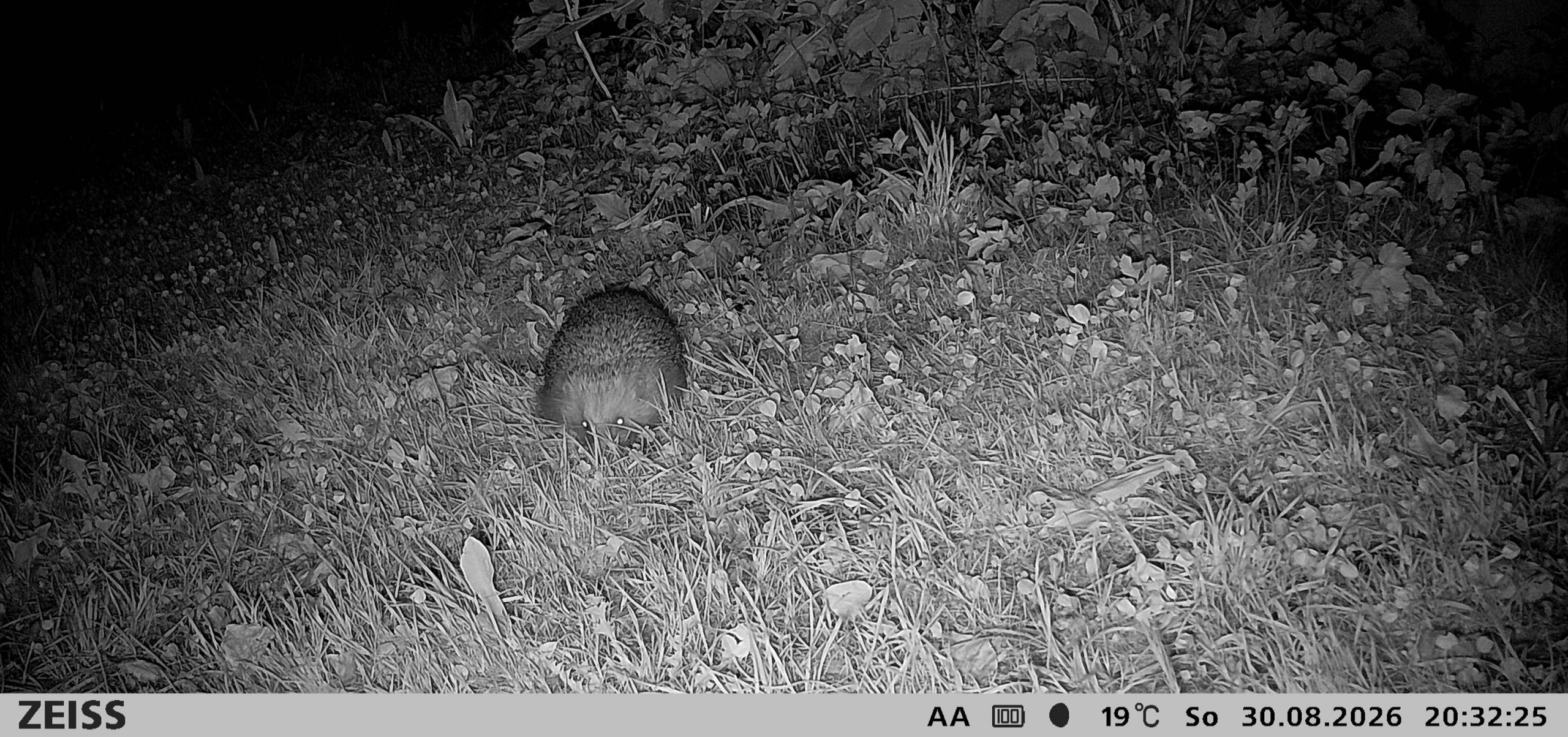 Nachtfoto einer Wildtierkamera, das einen Igel im Gras zeigt