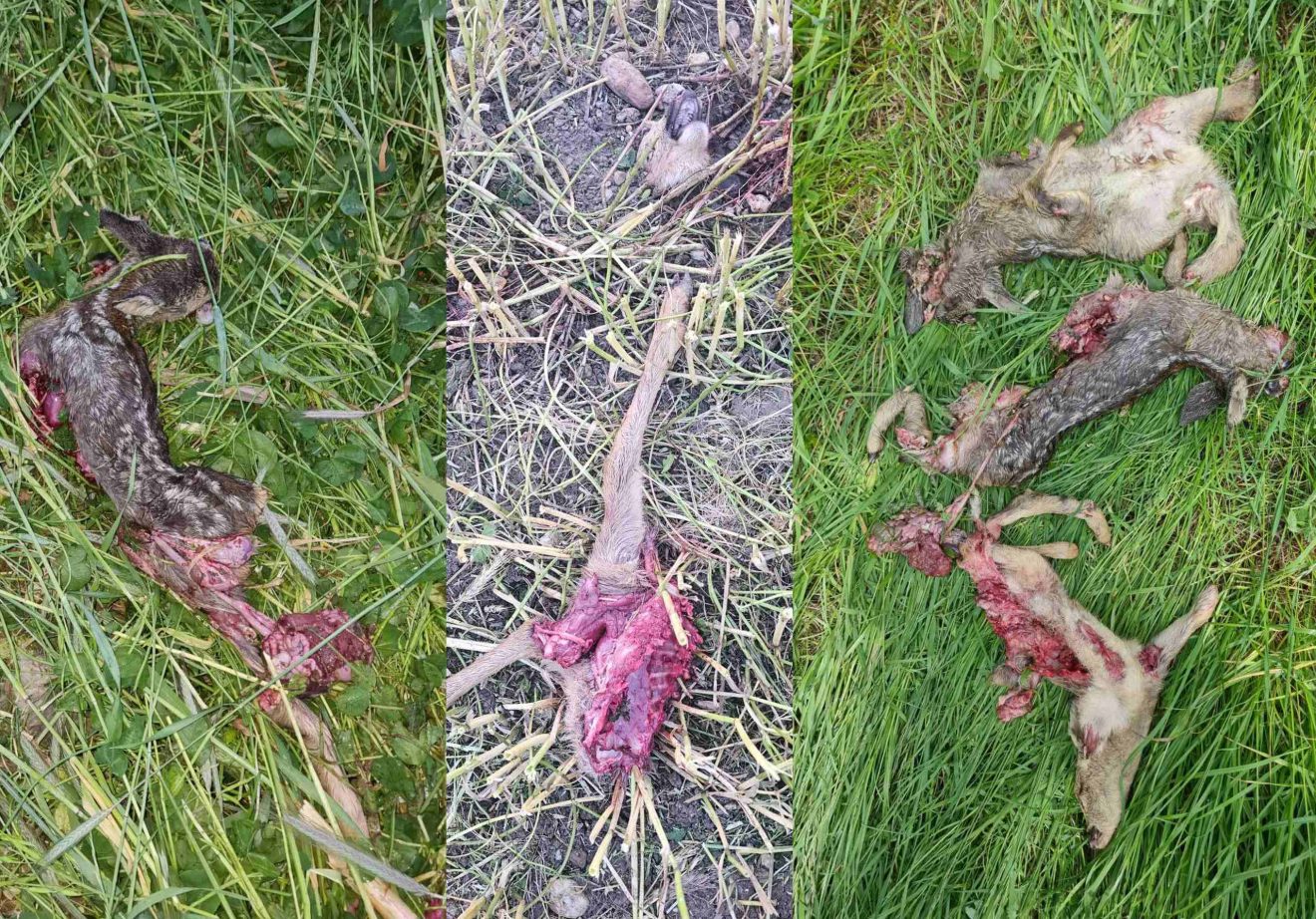 Drei aneinandergefügte Bilder von zerfetzten Rehkörpern im Gras