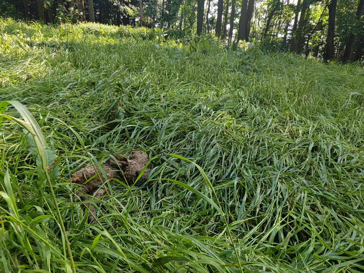 Ein totes Kitz liegt in einer Wiese