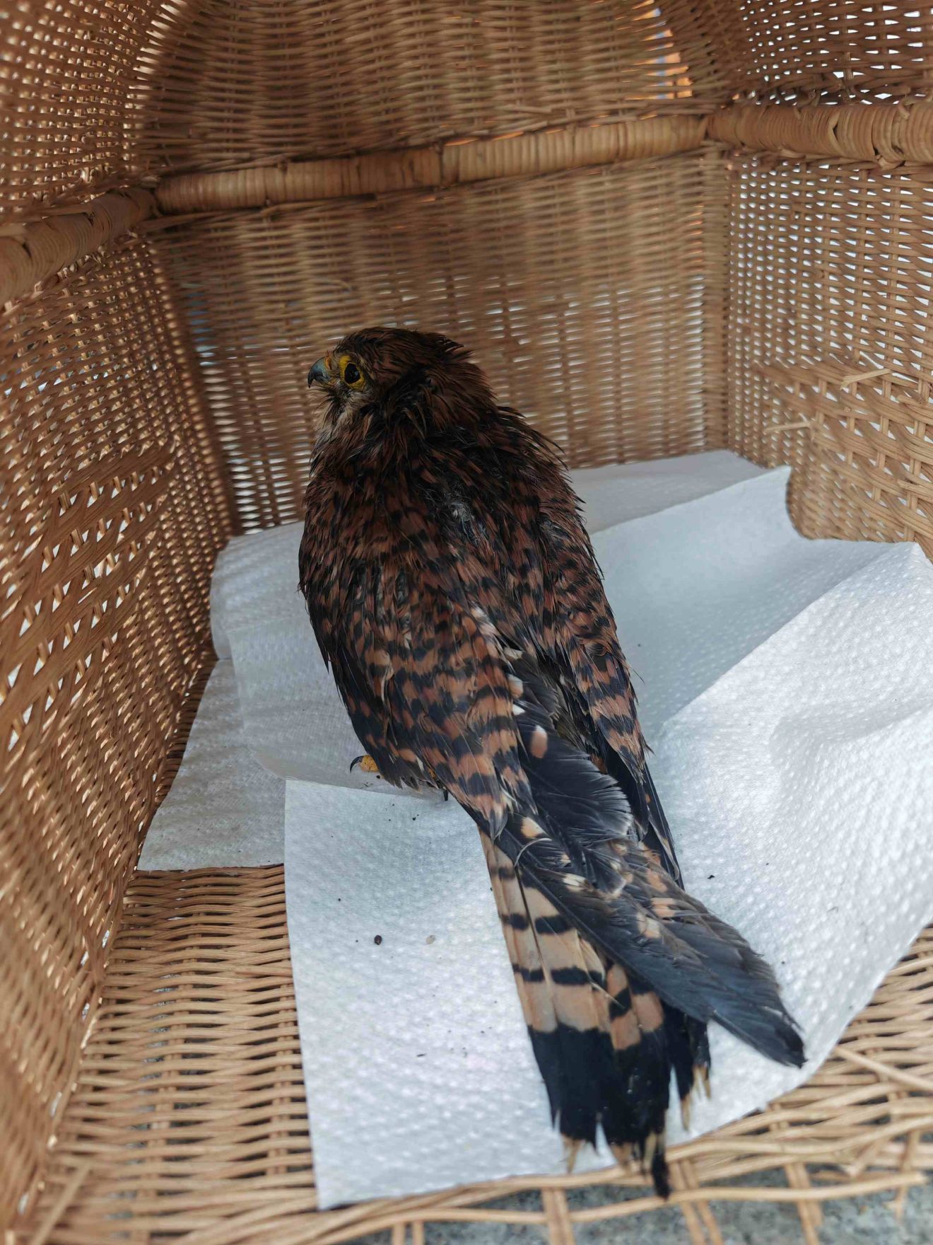 Ein nasser Turmfalke sitzt auf weißen Tüchern in einem Korbkäfig