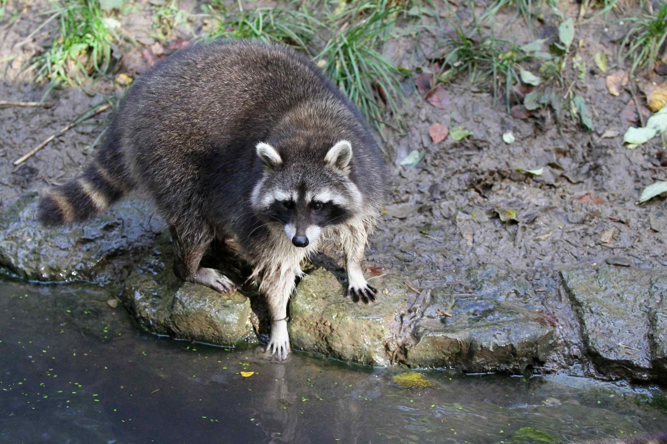 Ein Waschbär an einem Gewässerrand