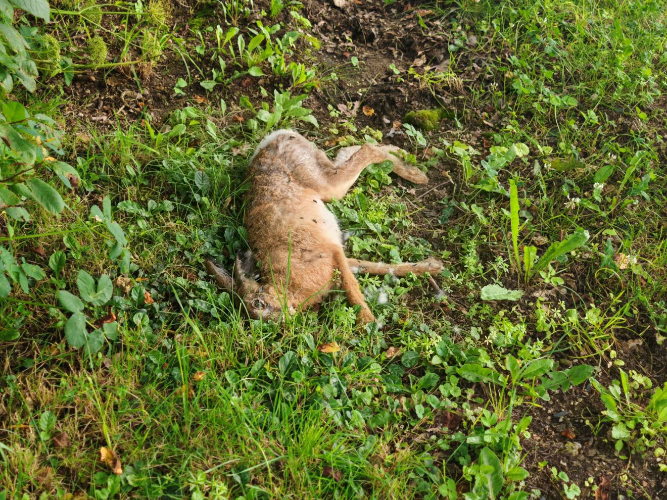 Ein toter Hase liegt im Gras