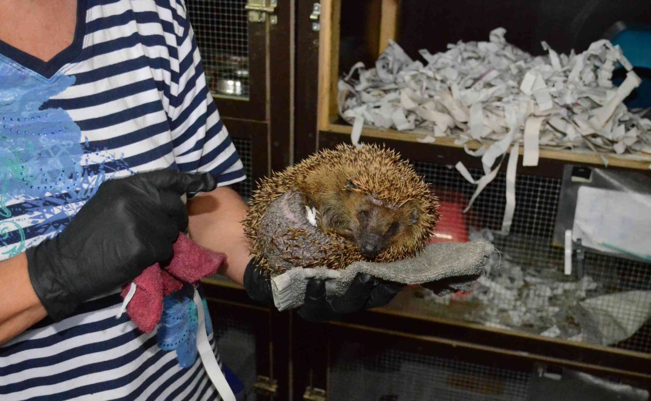Eine Frau mit Handschuhen hält einen zusammengerollten, verletzten Igel auf ihrer Hand, im Hintergrund ist eine Box, gepolstert mit Zeitungsschnipseln zu sehen