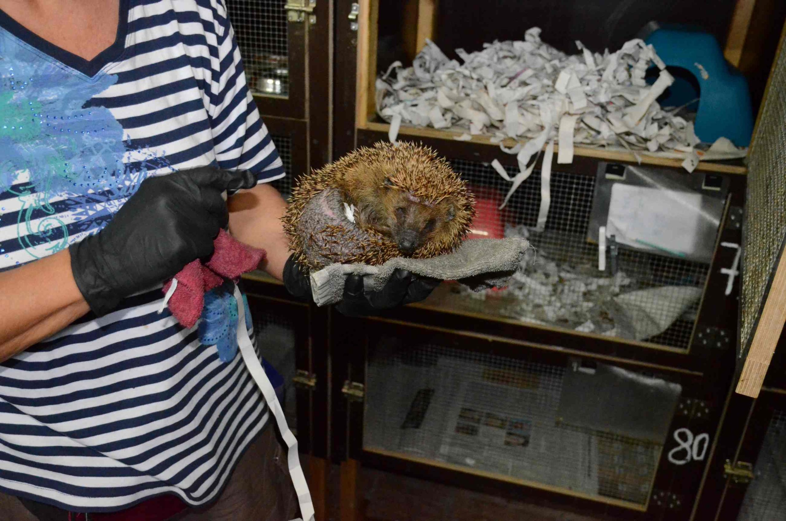 Eine Frau in gestreiftem T-Shirt und Plastikhandschuhen hält einen Igel auf dem Arm, im Hintergrund Regale mit Papier und Füllmaterial