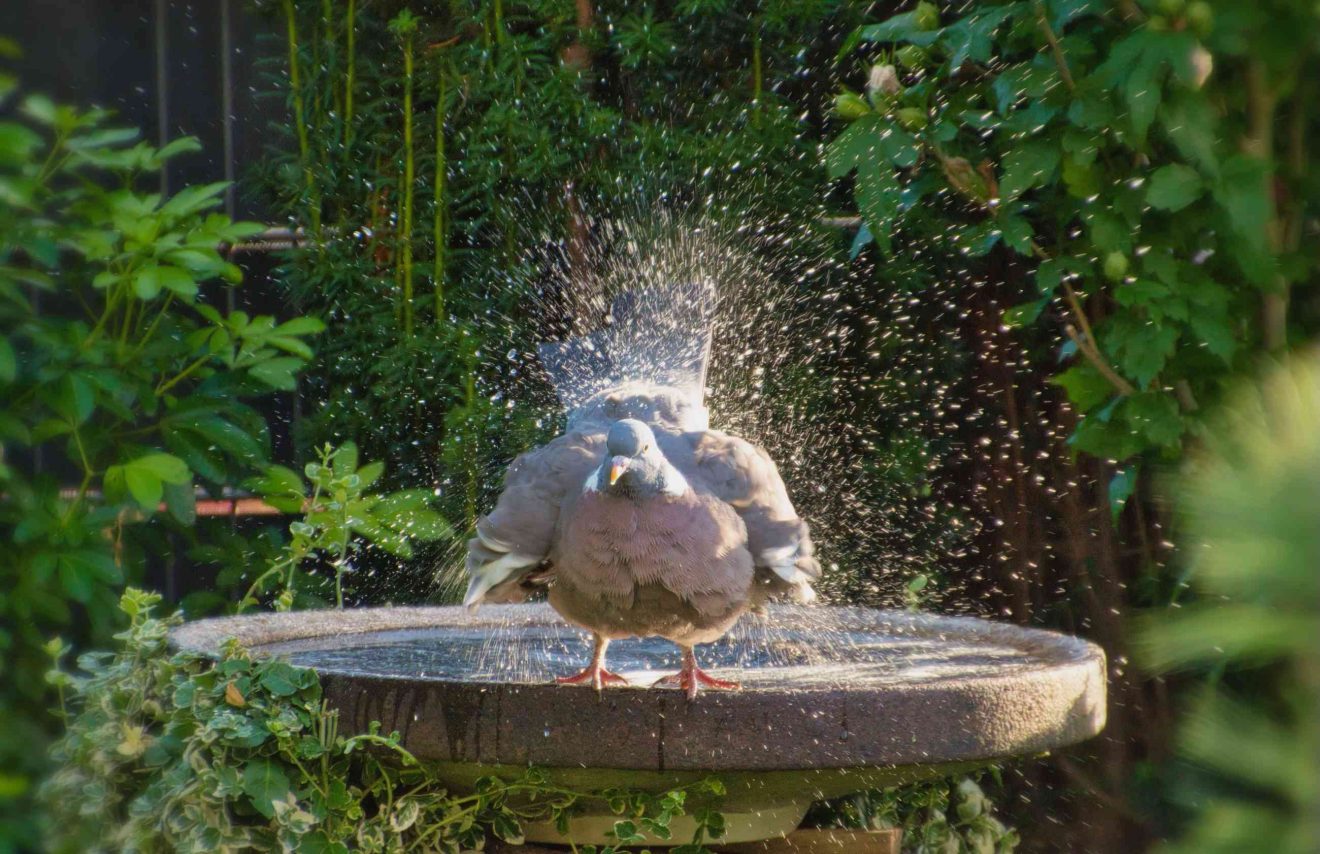 Eine Taube schüttelt sich am Rand einer Vogeltränke