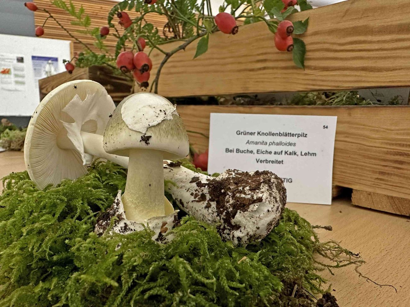 Auf einem Moosbett ist ein Pilz drapiert, dahinter ein Schild und Ausstellungsdekoration
