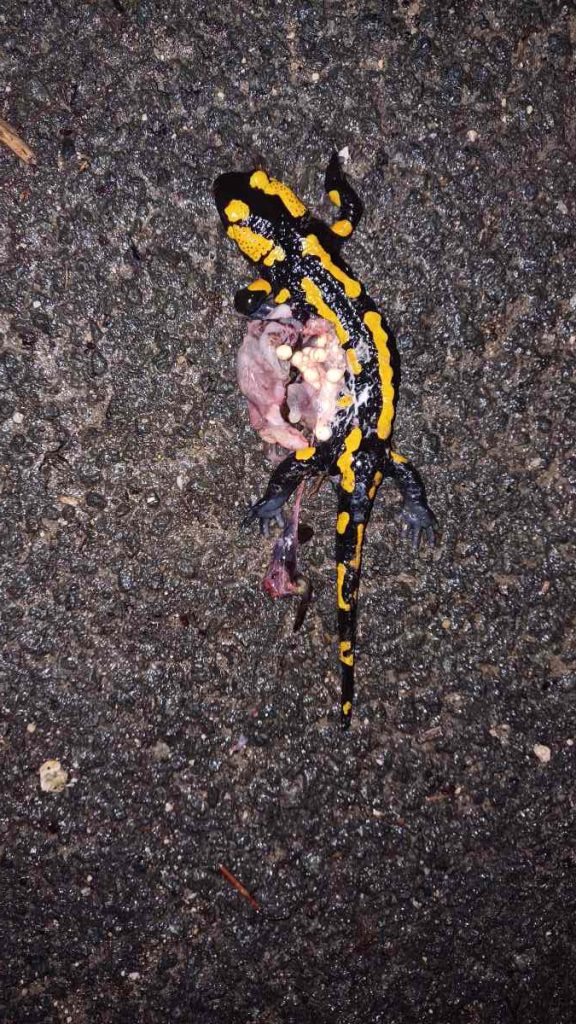 Ein überfahrener Feuersalamander auf Asphalt, aus dessen Bauch die Larven herausgeplatzt sind