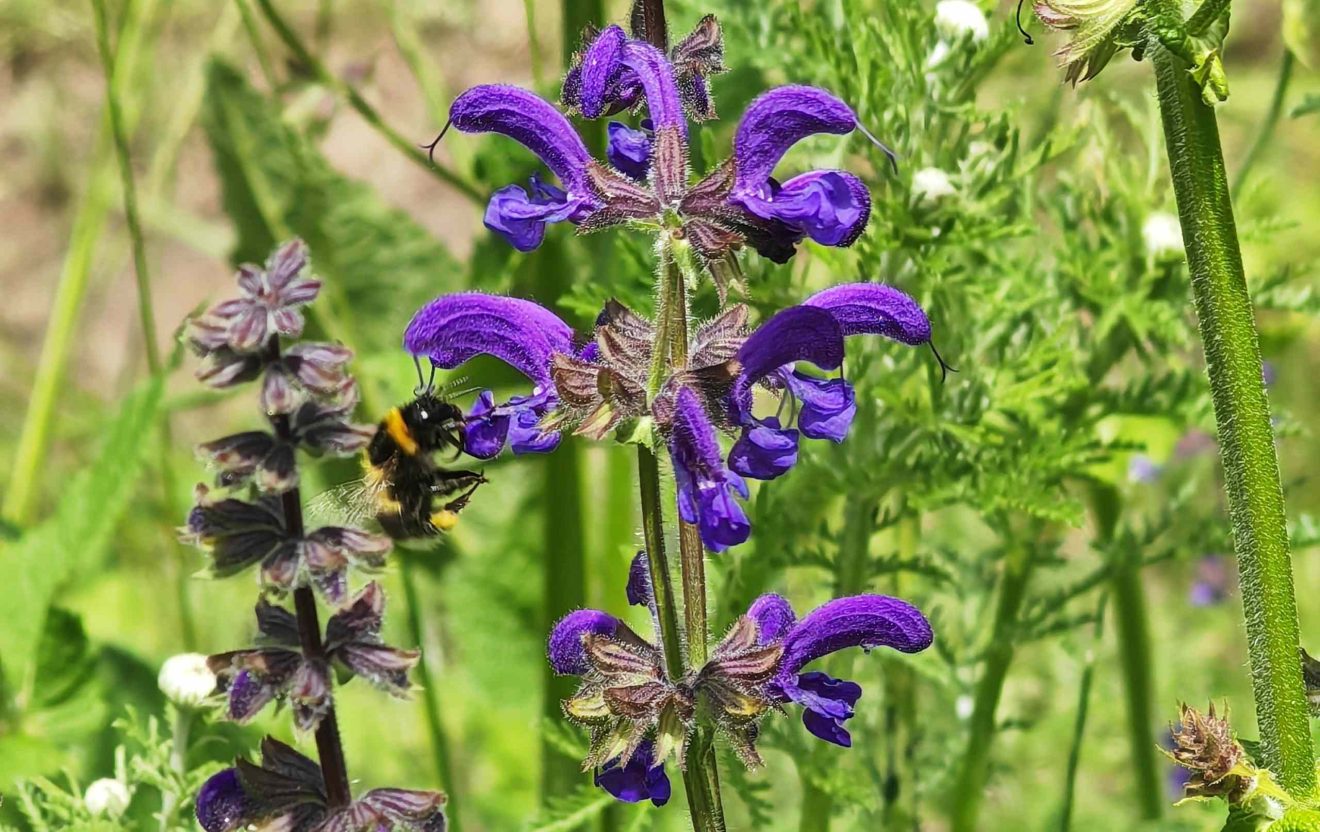 Eine Hummel fliegt die Blüte eines wilden Salbei an