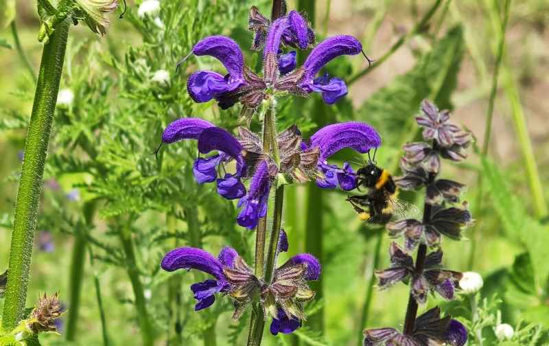 Eine Hummel fliegt die Blüte eines wilden Salbei an