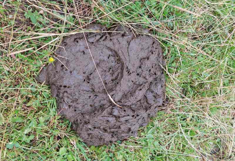Ein durchlöcherter Kuhfladen liegt im Gras
