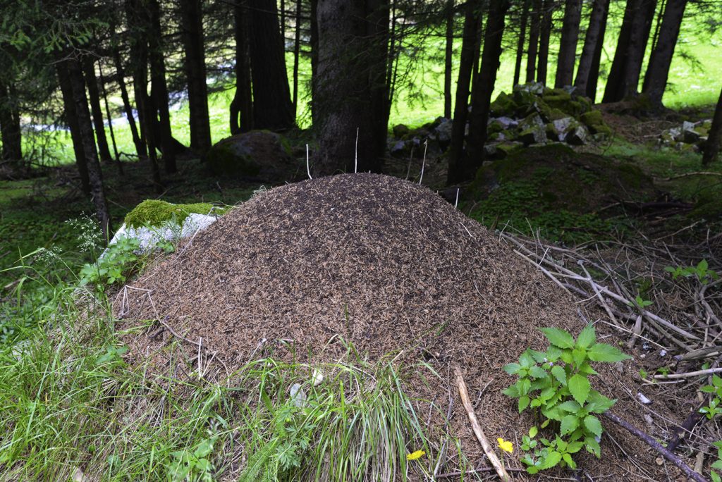 Ameisenhaufen