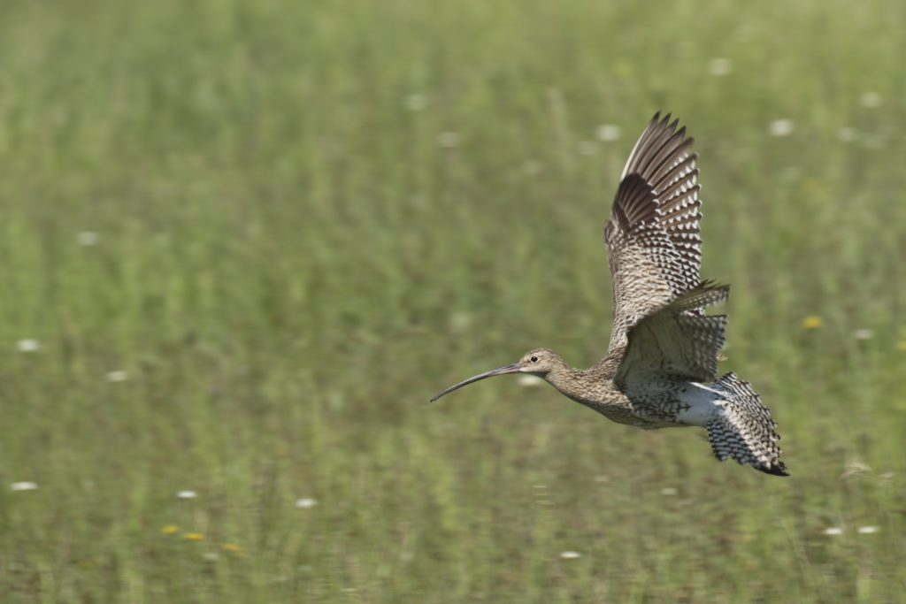 Ein Brachvogel landet auf einer Wiese