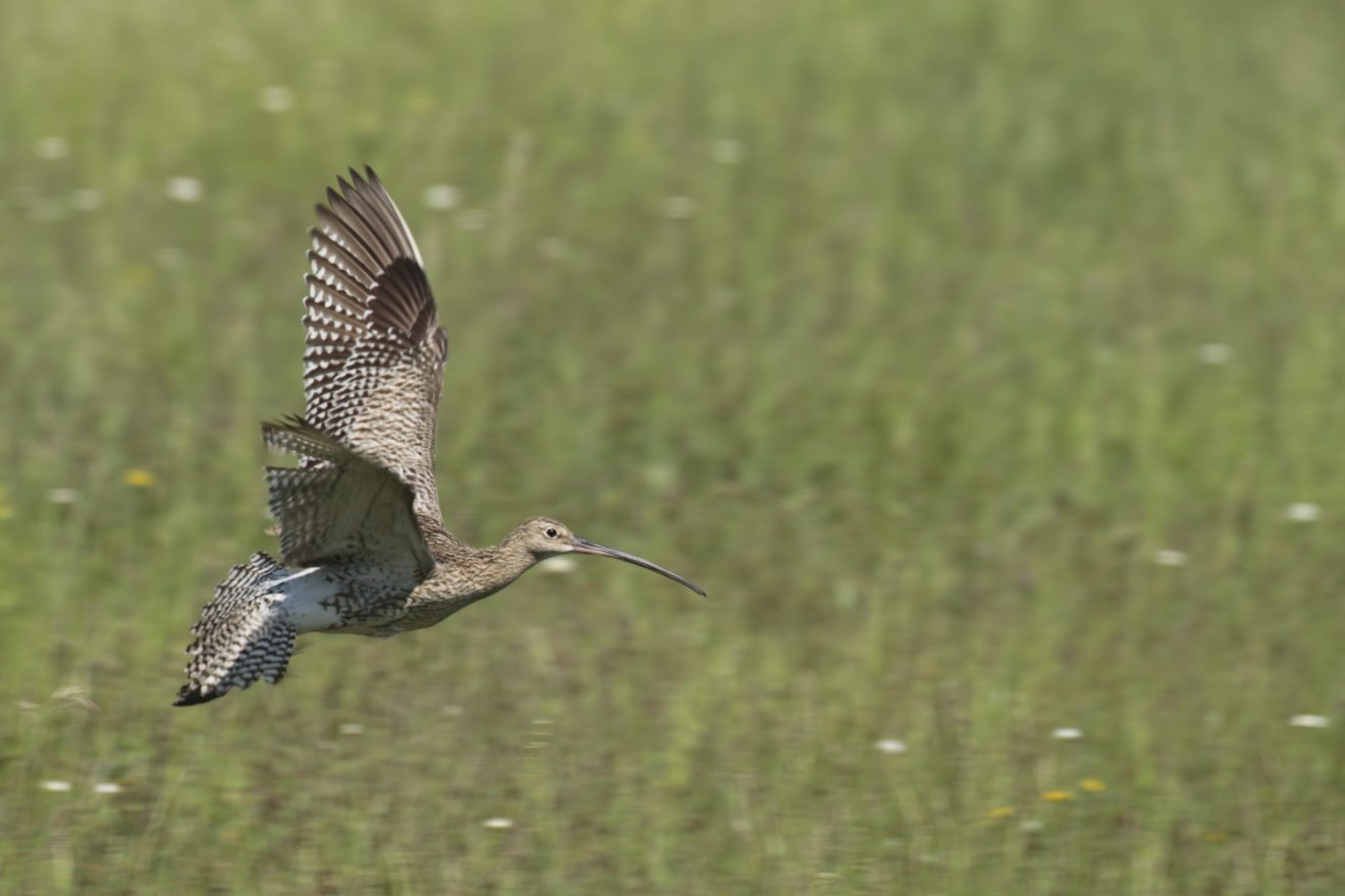 Ein Brachvogel landet auf einer Wiese
