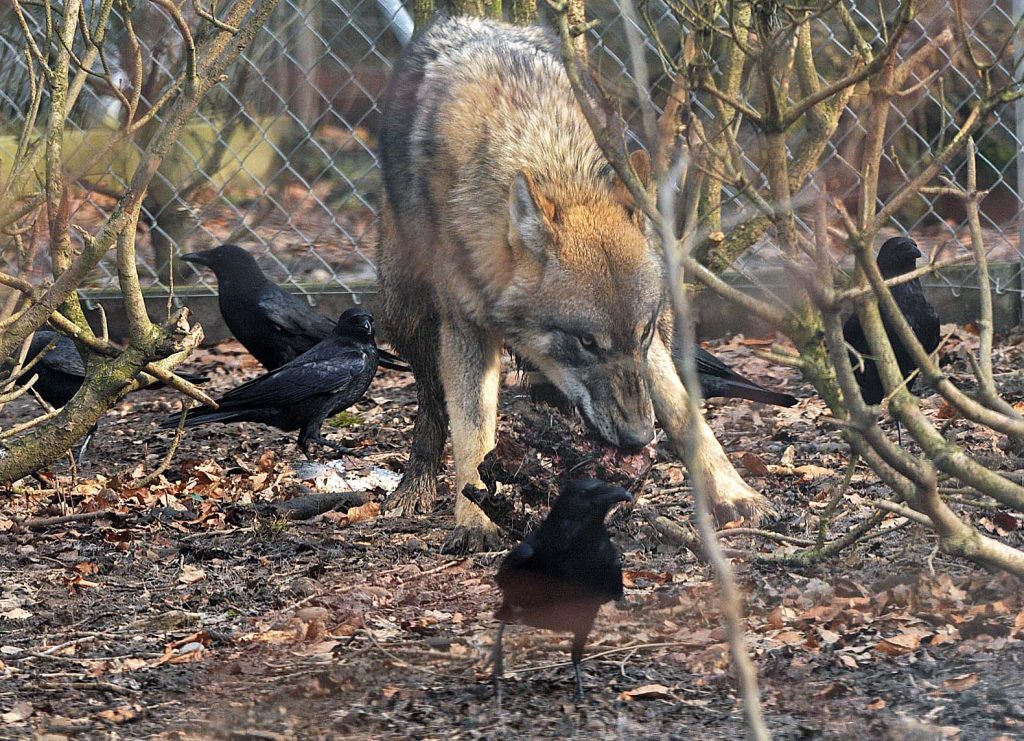 In einem Gehege frisst ein Wolf, drei Krähen stehen in der Nähe