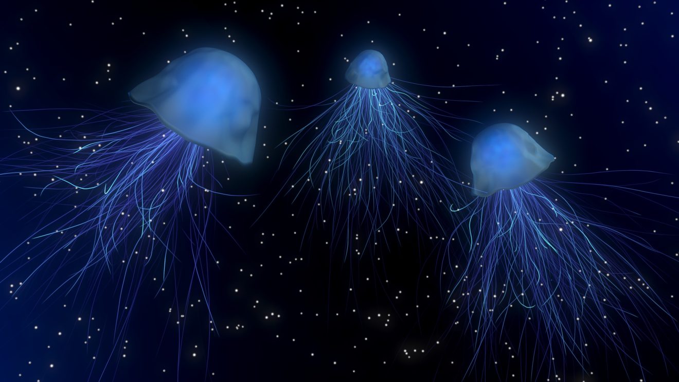 Hellblaue Quallen schwimmen vor dunklem, glitzerndem Hintergrund