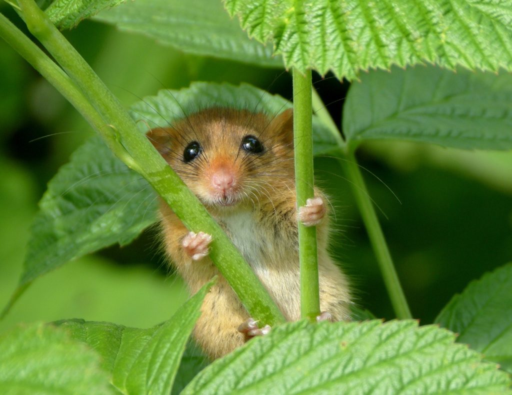 Eine Haselmaus schaut zwischen den Stängeln von Himbeerpflanzen hervor
