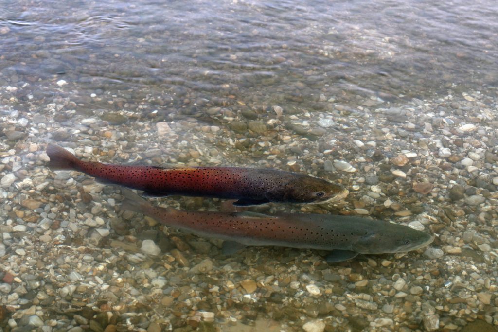 Zwei große Fische schwimmen über Kies in einem Fluss
