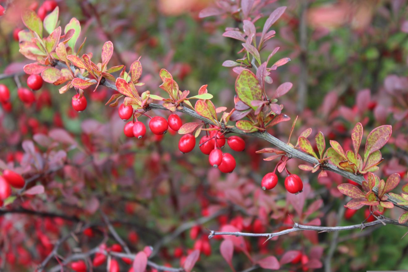 Ein Ast mit roten Beeren und rötlich gefärbten, kleinen Blättern