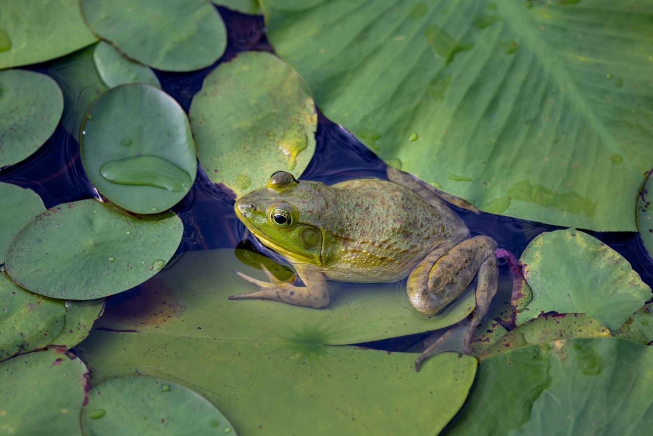 Ein Frosch sitzt auf Seerosenblättern in einem Teich