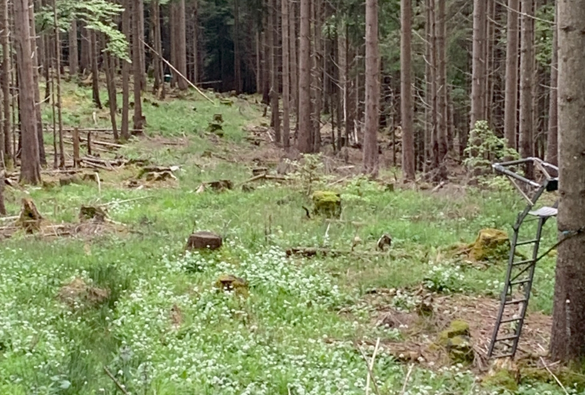 An einer Schneise im Wald steht ein Hochsitz an einem Baum, im Hintergrund ist ein Kirrautomat/Futterautomat zu erkennen