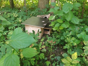 Ein kleines Holzhaus für Tiere steht verborgen im Unkraut