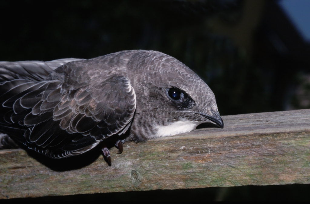 Ein dunkelgrauer Vogel kauert auf einem Balken
