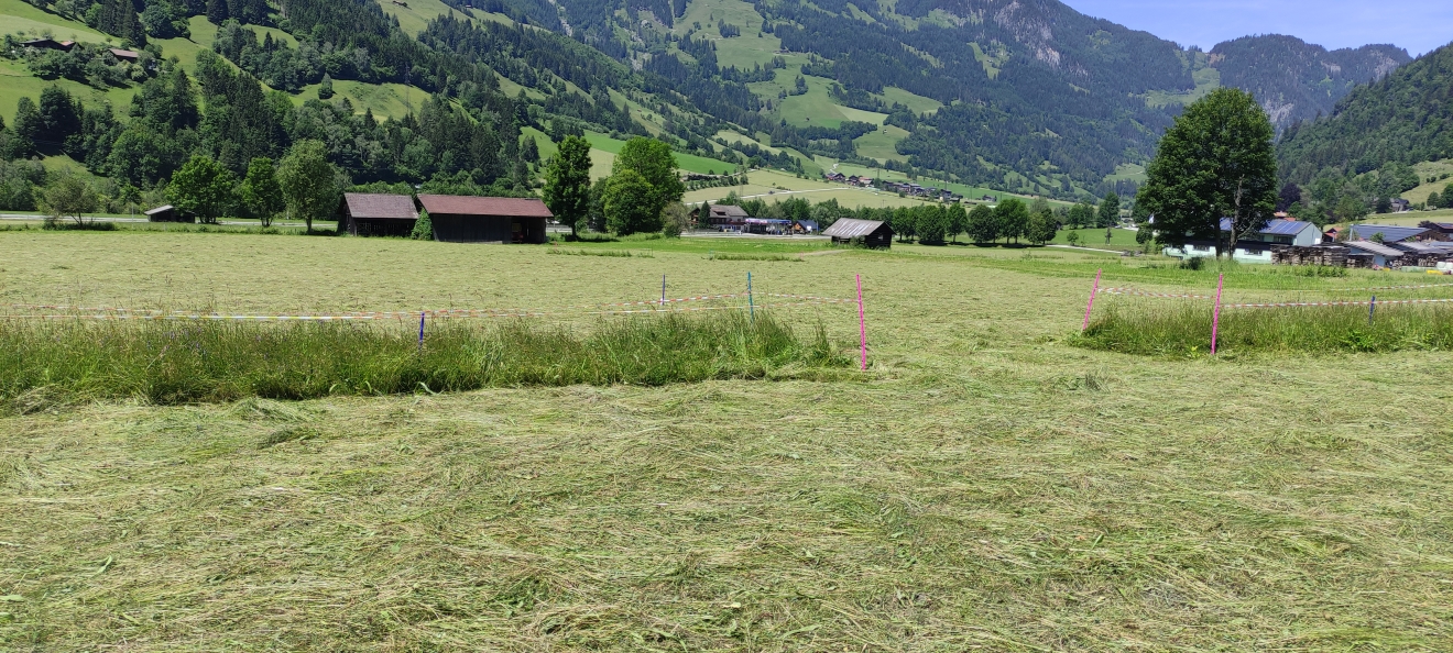 Auf einer gemähten Wiese sind Streifen mit Bändern abgetrennt, die nicht gemäht wurden