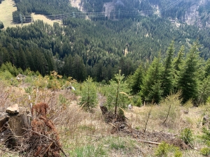Blick einen steilen Berghang hinab mit Baumverjüngung