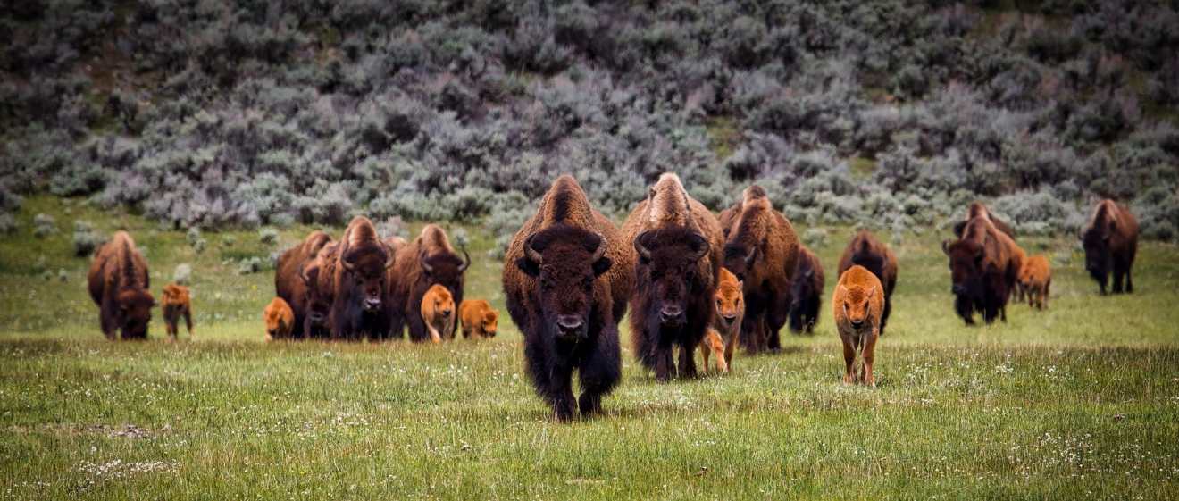Eine Herde Bisons mit Kälbern stapft über eine Wiese auf die Kamera zu