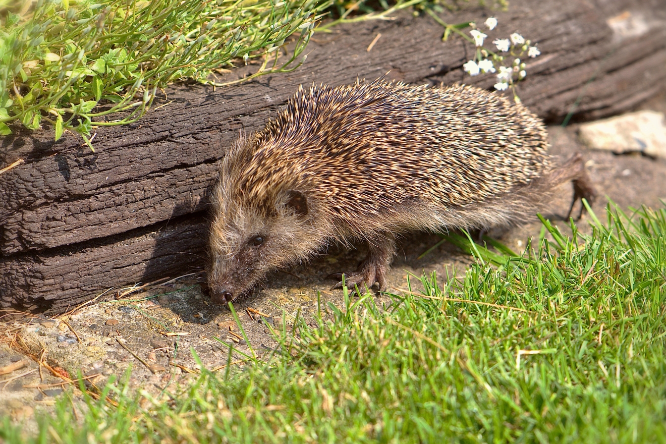 Ein sehr dünner Igel schleppt sich an einem Blumentrog entlang