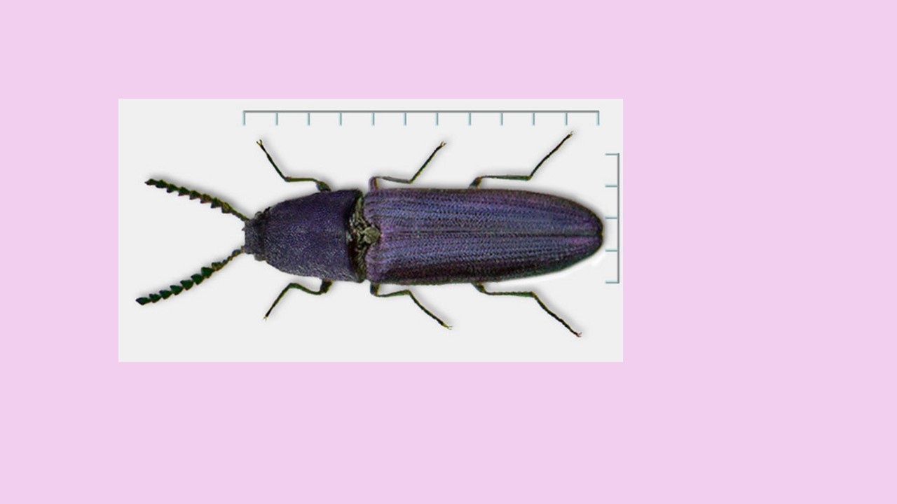 Blauschwarzer Käfer
