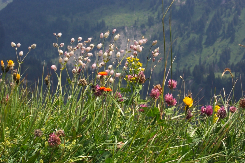 Am Hang vor einem Tal blühen bunte Bergblumen