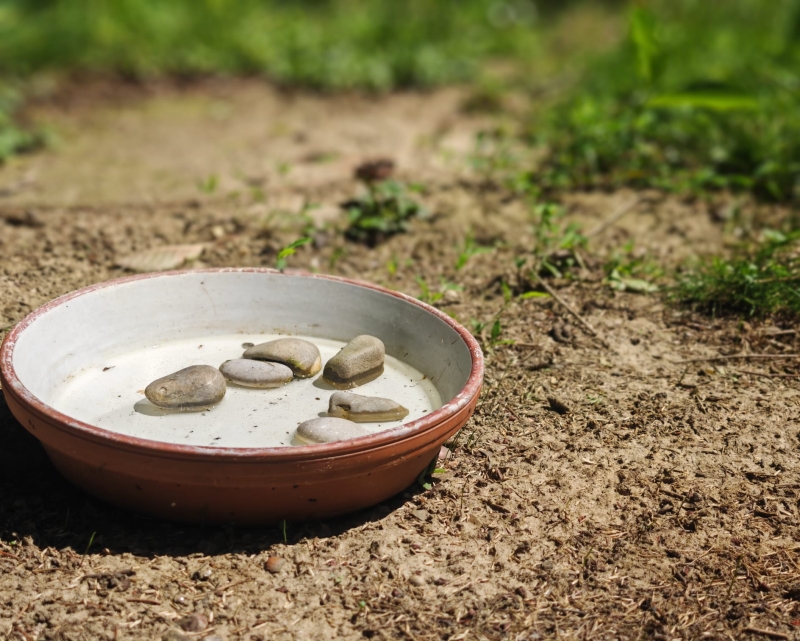 Auf der Erde steht ein flacher Blumentopf mit Wasser und Steinen darin