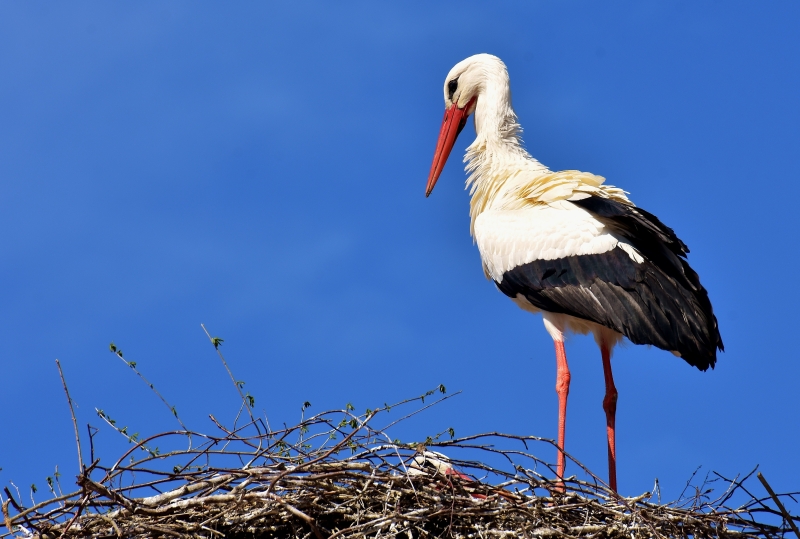 Ein Weißstorch steht auf seinem Horst vor blauem Himmel