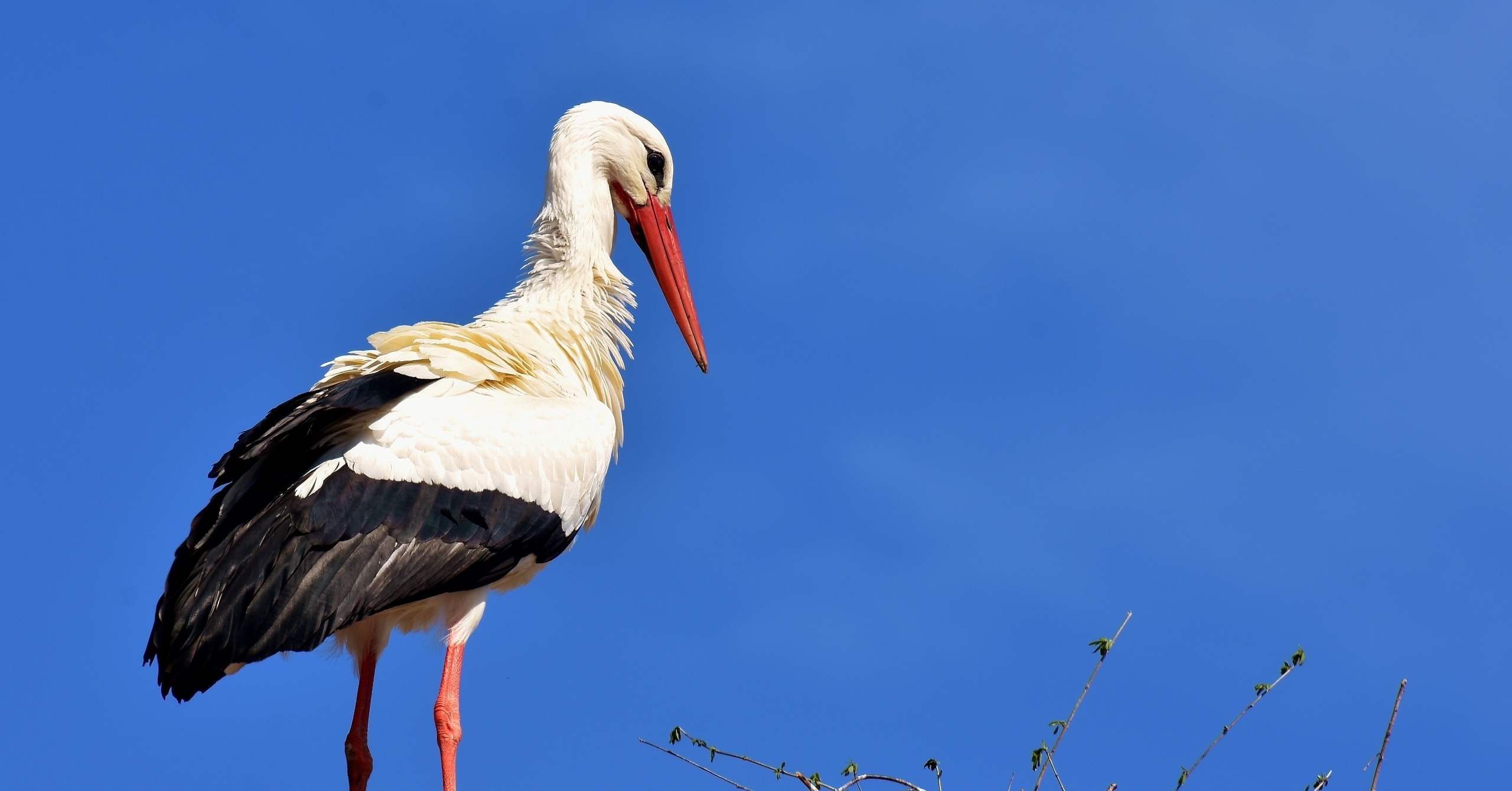 Ein Weißstorch steht auf seinem Horst vor blauem Himmel