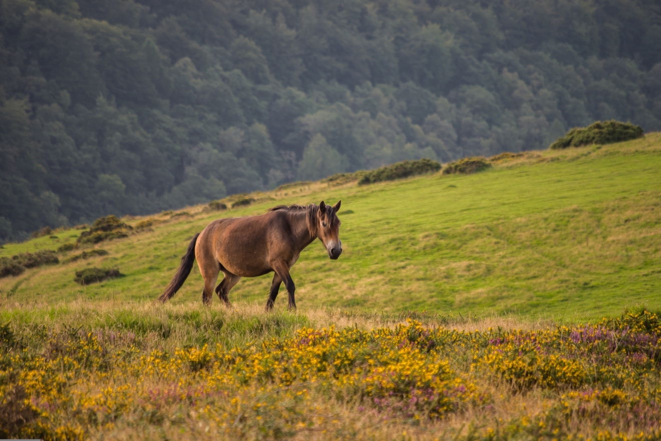 Ein Pferd streift allein und frei durch eine Landschaft