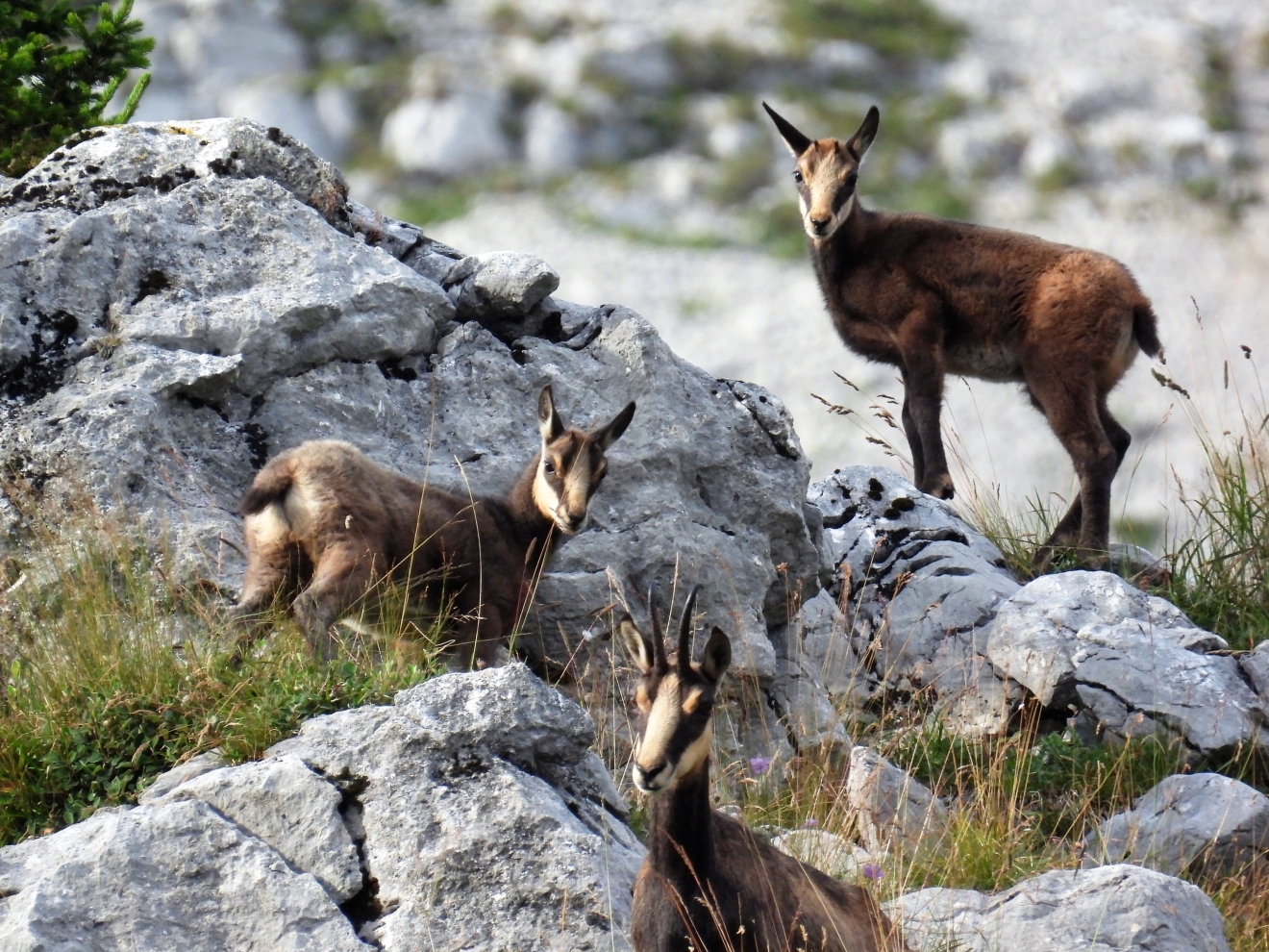 Gamswild klettert auf einem Felsen