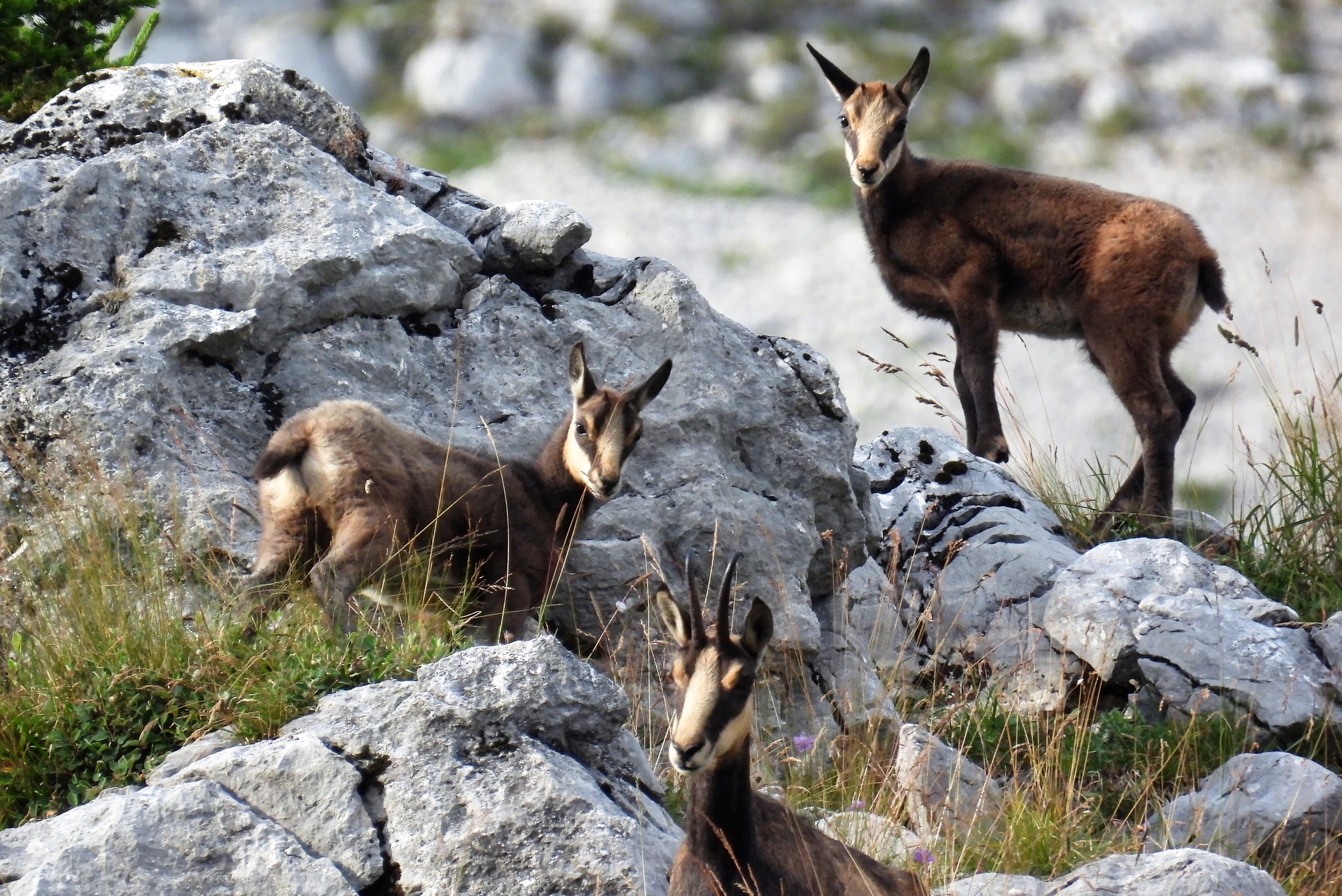 Gamswild klettert auf einem Felsen