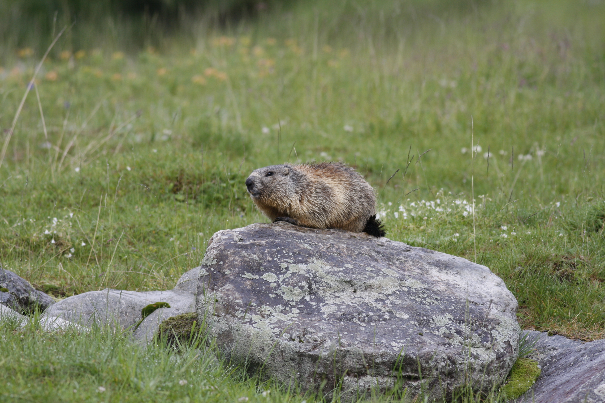 Ein Murmeltier sitzt auf einem Fels auf einer Bergwiese