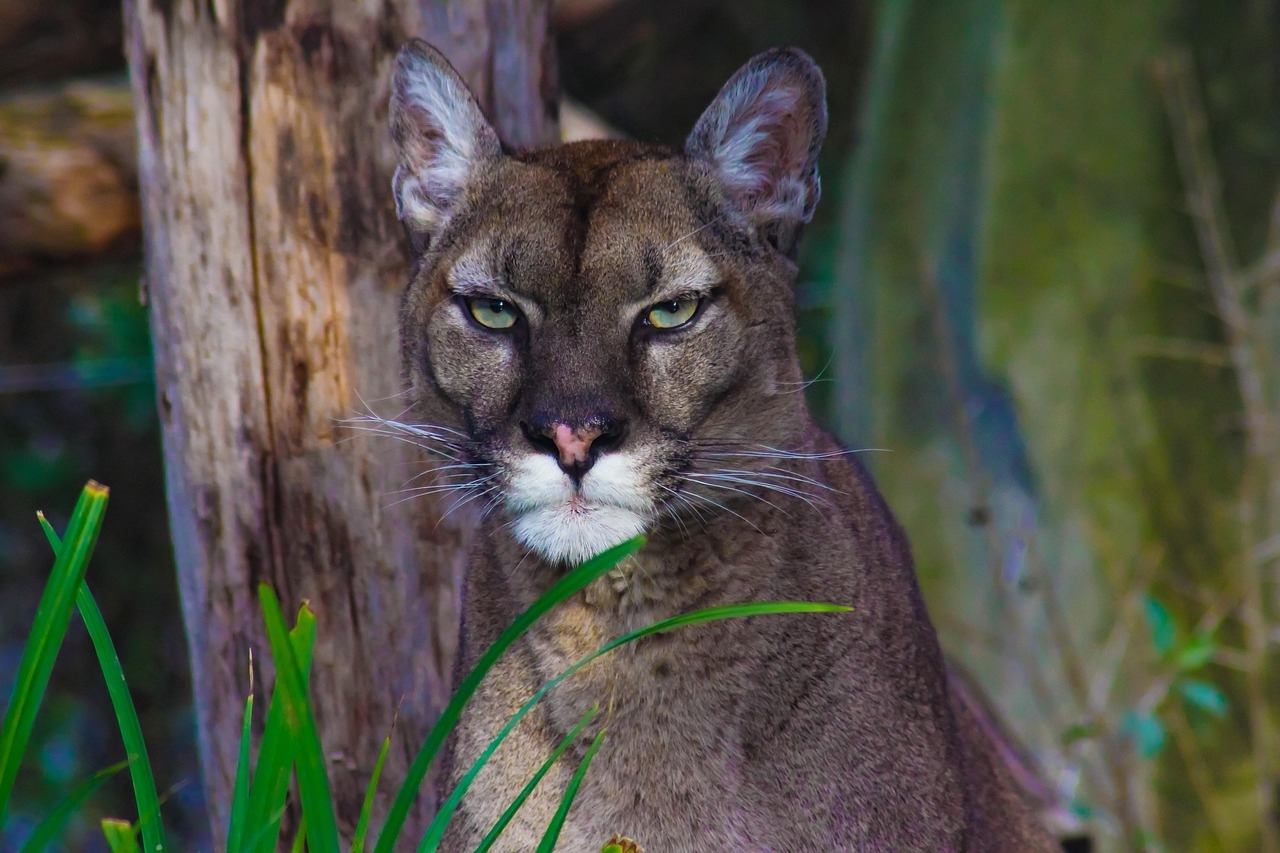 Porträt einer großen, cremefarbenen Wildkatze mit grünen Augen und weißer Schnauze