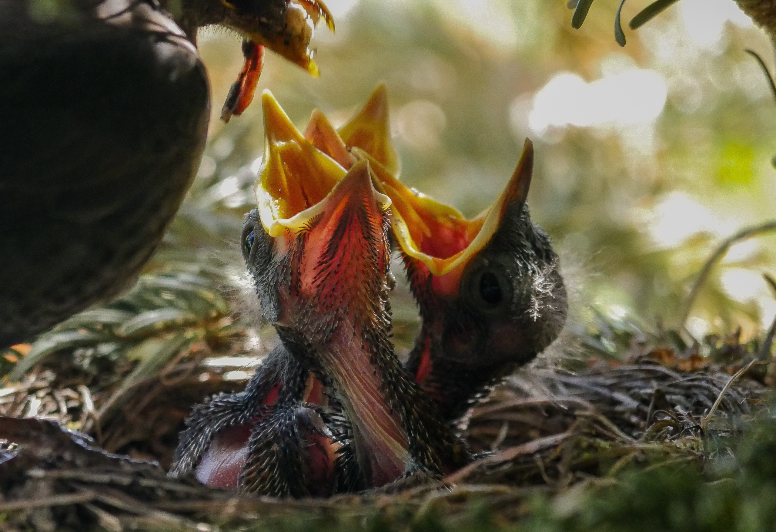 Drei junge Vögel in einem Nest sperren die Schnäbel einem Wurm entgegen, den ein Altvogel bringt