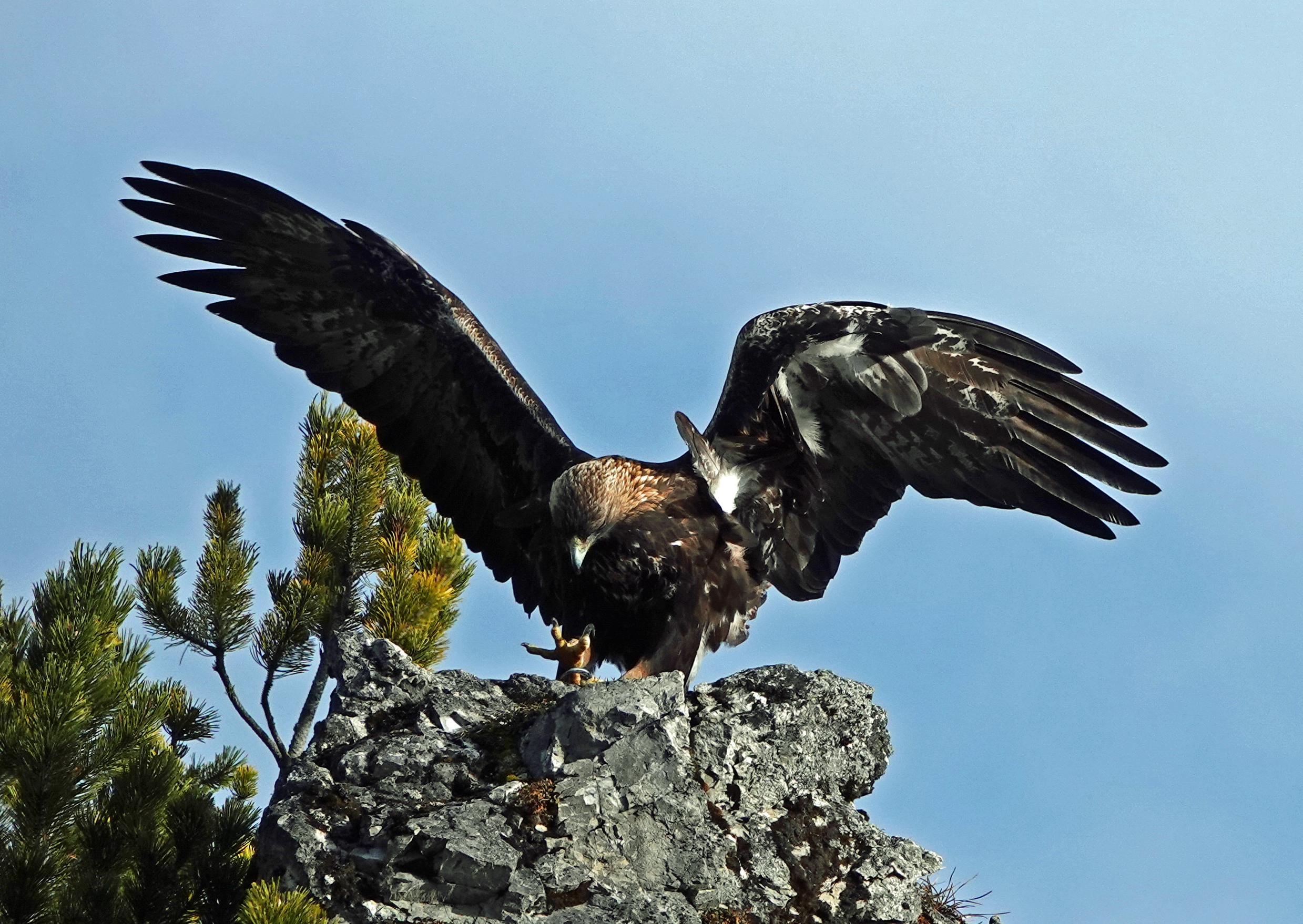 Ein Steinadler landet auf einem Fels