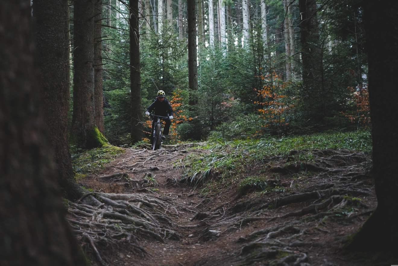 Ein Mountainbiker fährt einen bewurzelten Pfad in einem Wald herunter