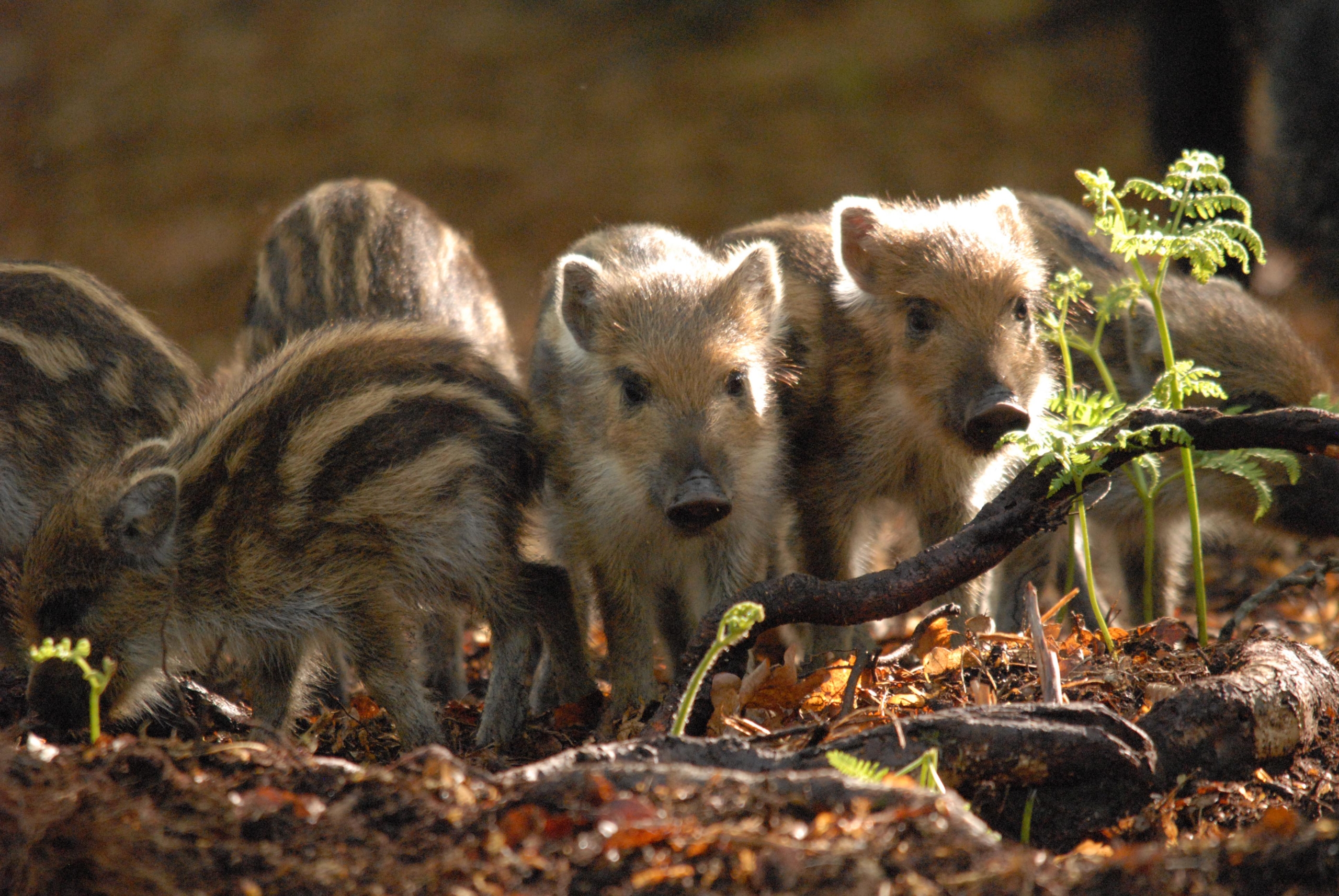 Vier gestreifte Wildschweinfrischlinge drängen sich im Bild
