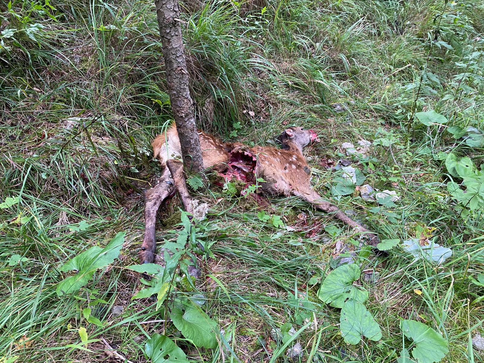 An einem jungen Baum liegt ein totes Hirschkalb mit aufgerissenem Bauch.