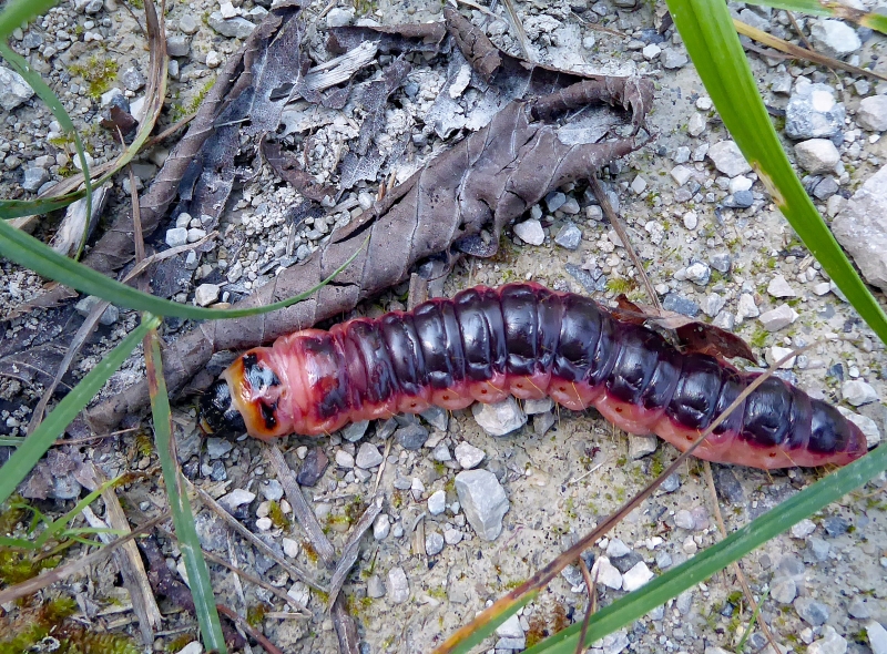 Eine dicke, orange-weinrote Raupe kriecht am Boden