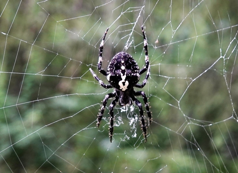 Eine braune Spinne mit weißer Zeichnung auf dem Rücken hängt in einem Netz