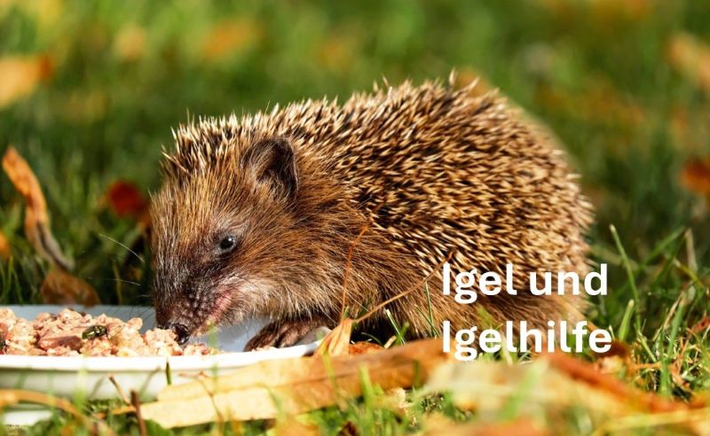Ein kleiner Igel frisst in einem herbstlichen Garten Futter aus einem Tellerchen, rechts im Bild der Text: Igel und Igelhilfe