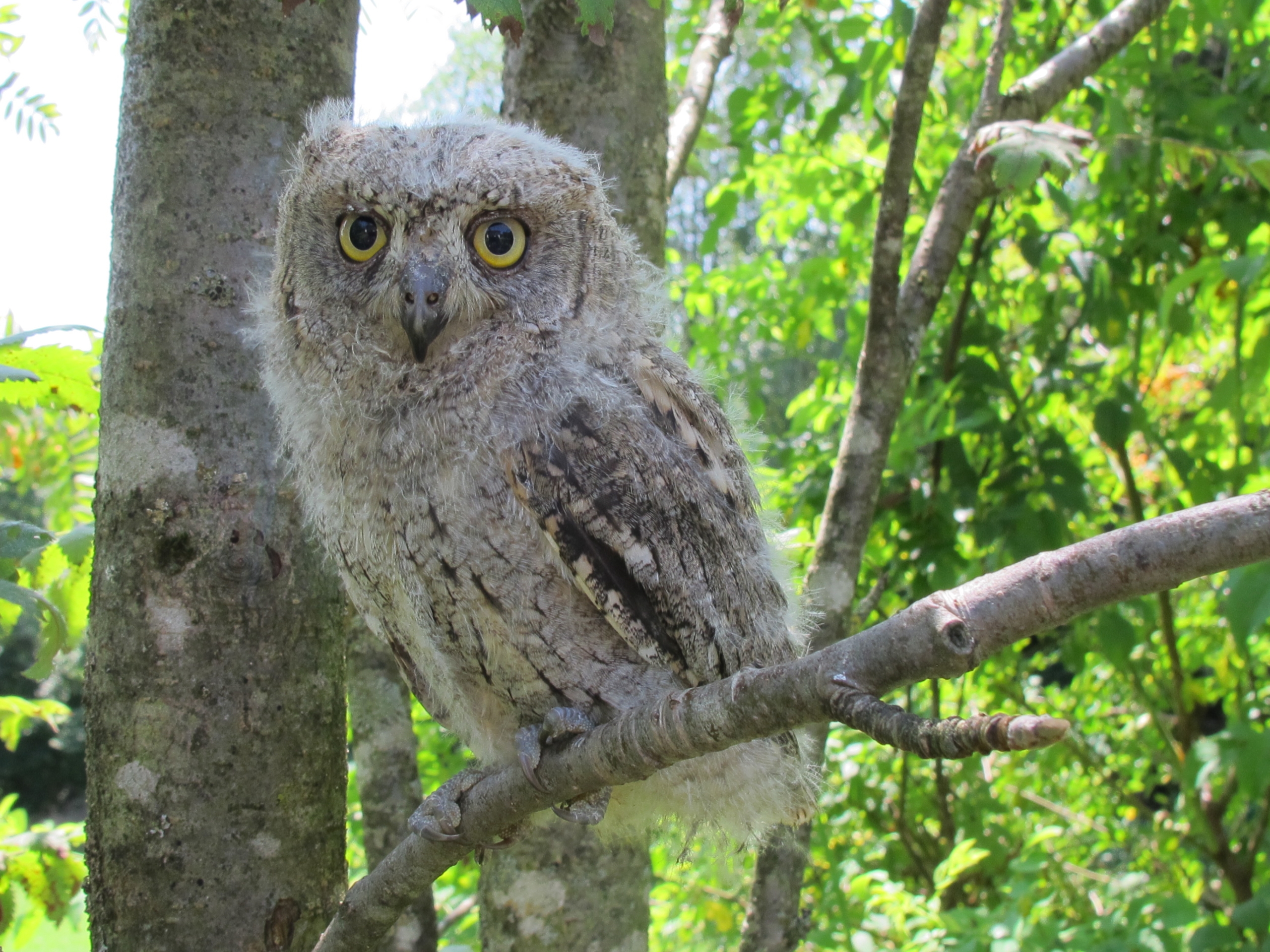 Eine junge, flauschige Eule mit grauem Gefieder und gelben Augen sitzt auf einem Ast im Wald.
